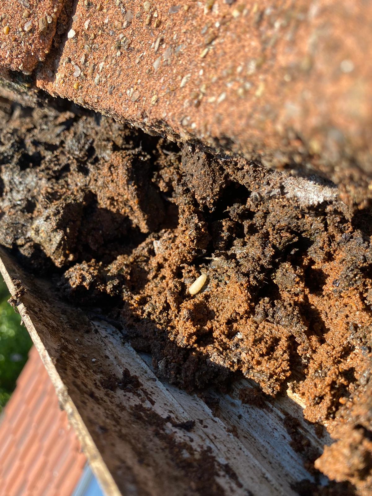 A gutter packed with old nesting material before clearing
