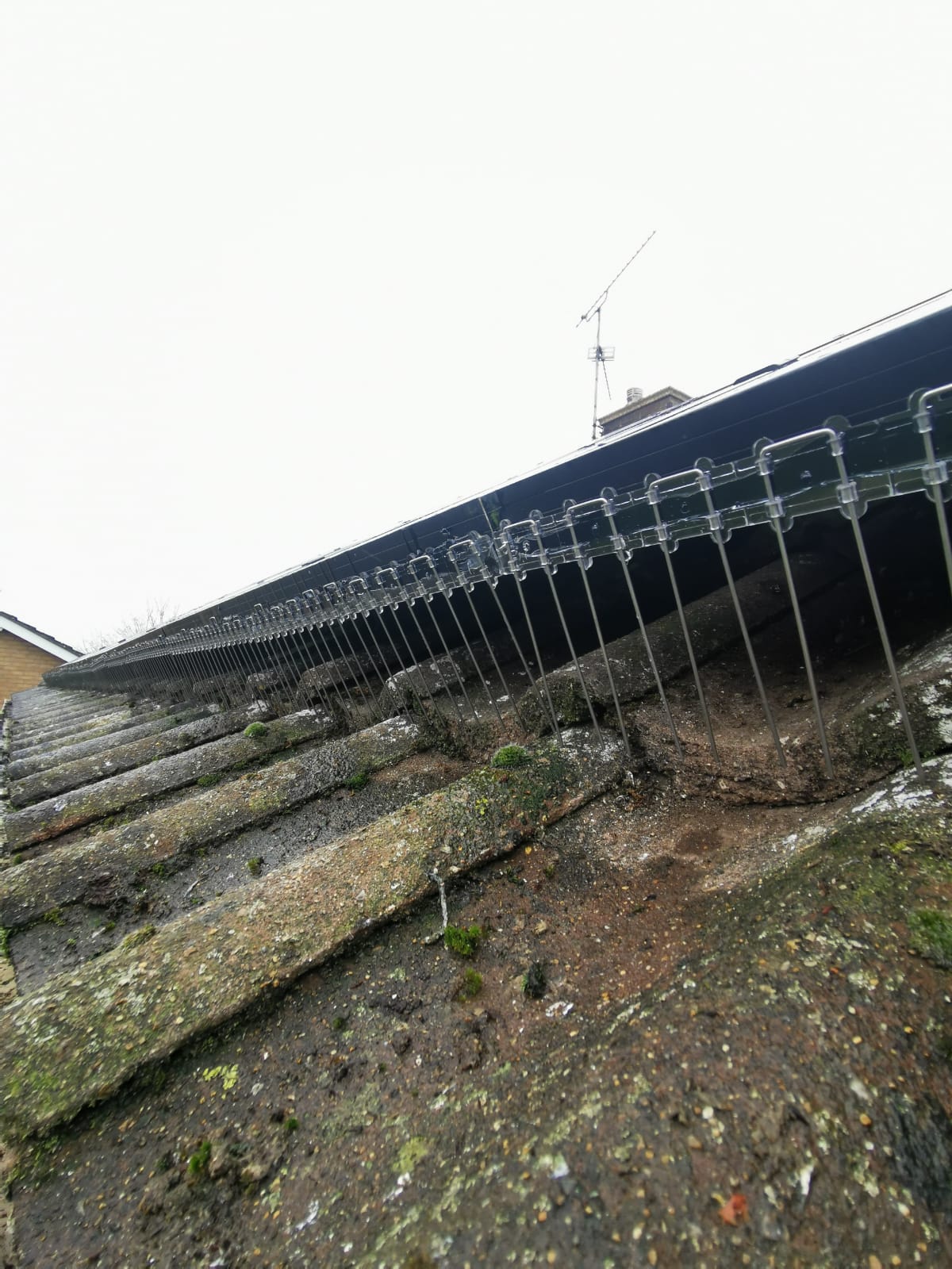 Stainless bird spikes running along the edge of an old tiled roof