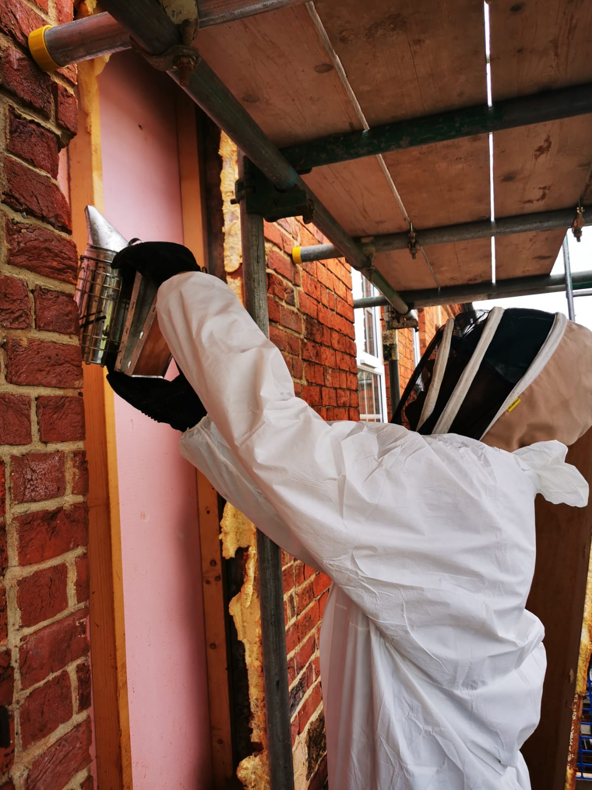 An operative in a white bee suit and veil using a smoker at an opened wall cavity